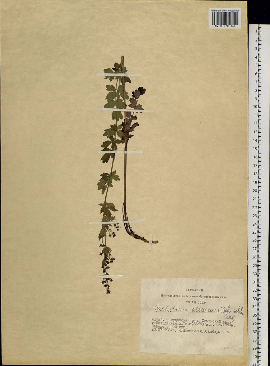Thalictrum simplex subsp. altaicum (Schischk. ex Krylov & Schischk.) Hand, Siberia, Altai & Sayany Mountains (S2) (Russia)