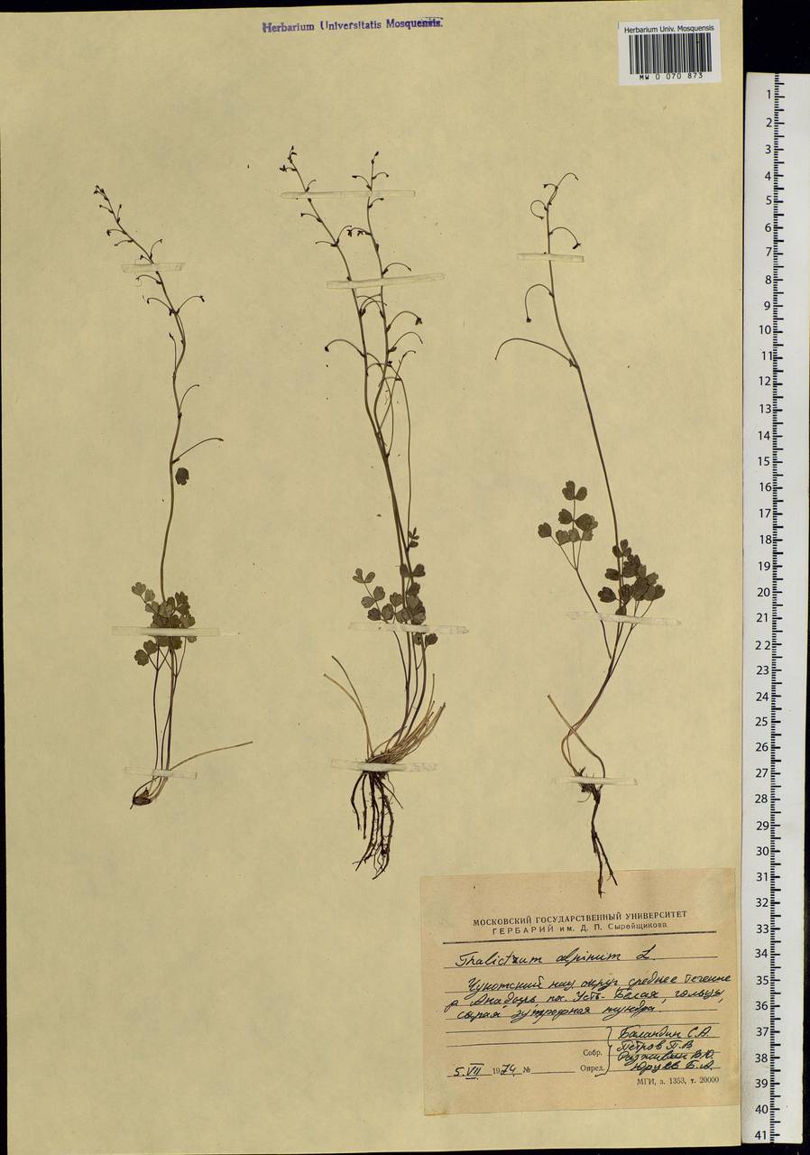 Thalictrum alpinum L., Siberia, Chukotka & Kamchatka (S7) (Russia)