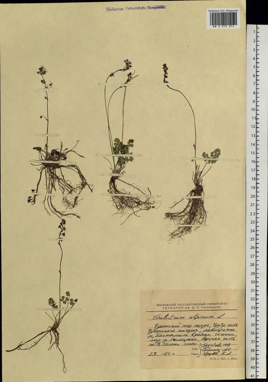 Thalictrum alpinum L., Siberia, Chukotka & Kamchatka (S7) (Russia)