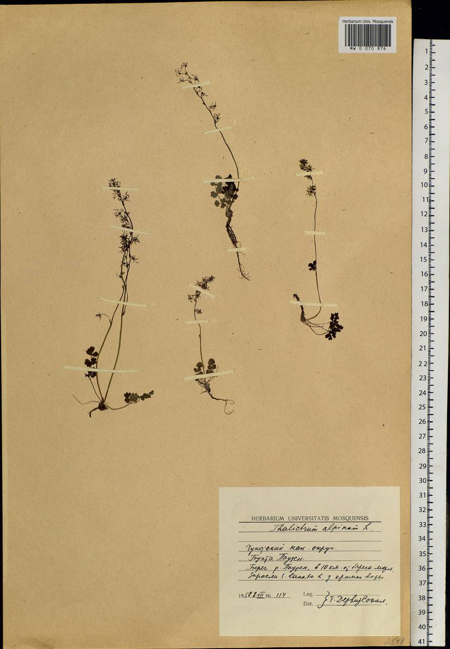 Thalictrum alpinum L., Siberia, Chukotka & Kamchatka (S7) (Russia)