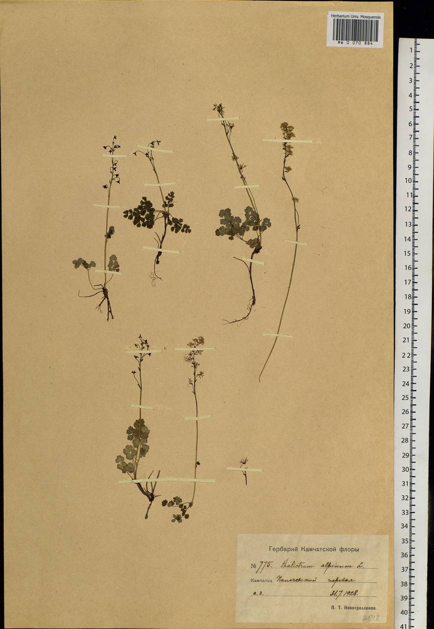 Thalictrum alpinum L., Siberia, Chukotka & Kamchatka (S7) (Russia)