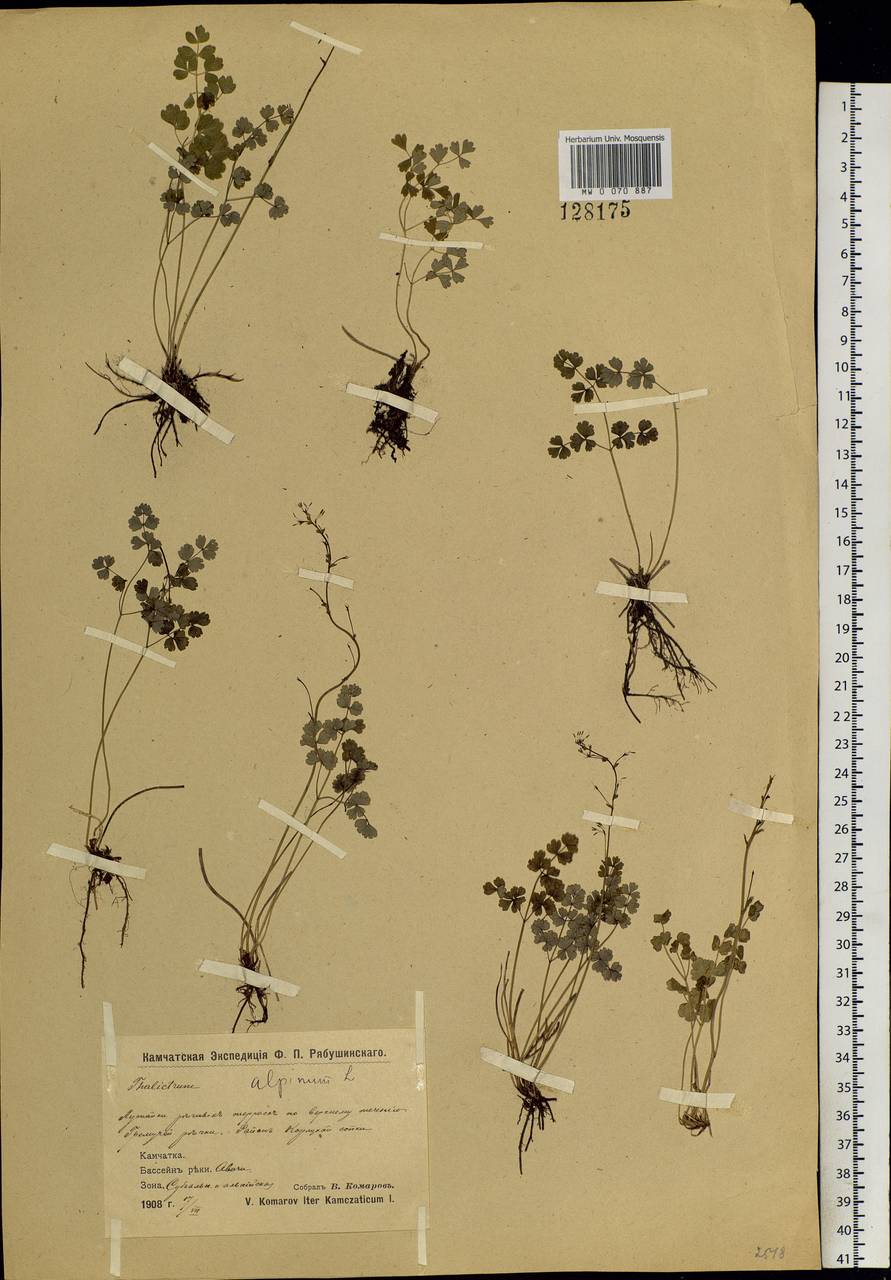 Thalictrum alpinum L., Siberia, Chukotka & Kamchatka (S7) (Russia)