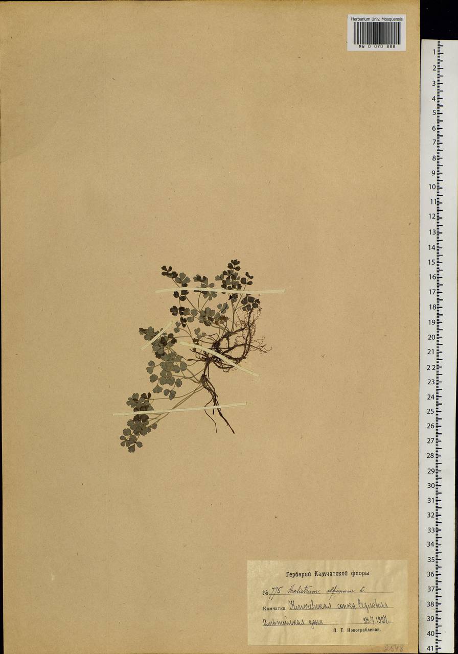 Thalictrum alpinum L., Siberia, Chukotka & Kamchatka (S7) (Russia)