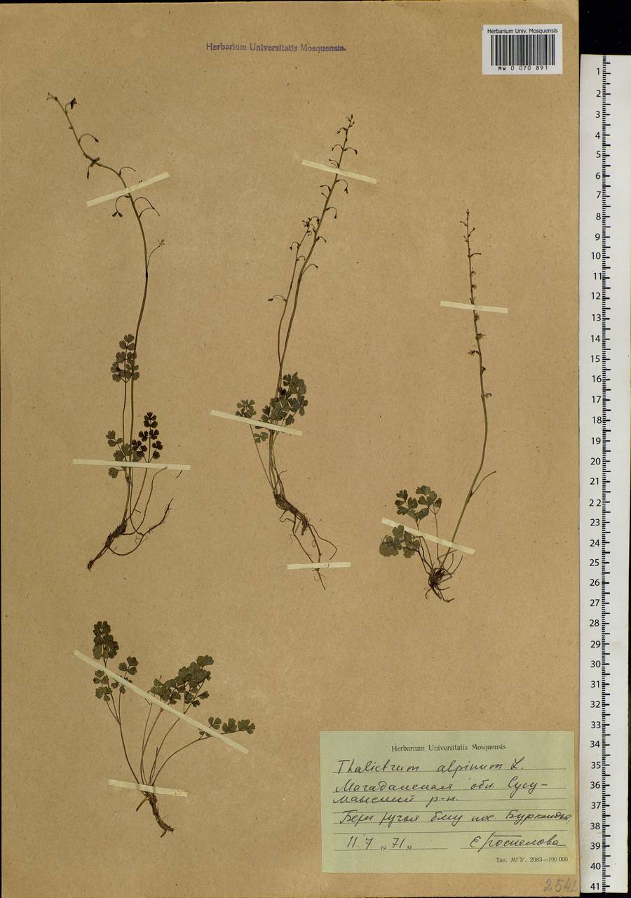 Thalictrum alpinum L., Siberia, Chukotka & Kamchatka (S7) (Russia)