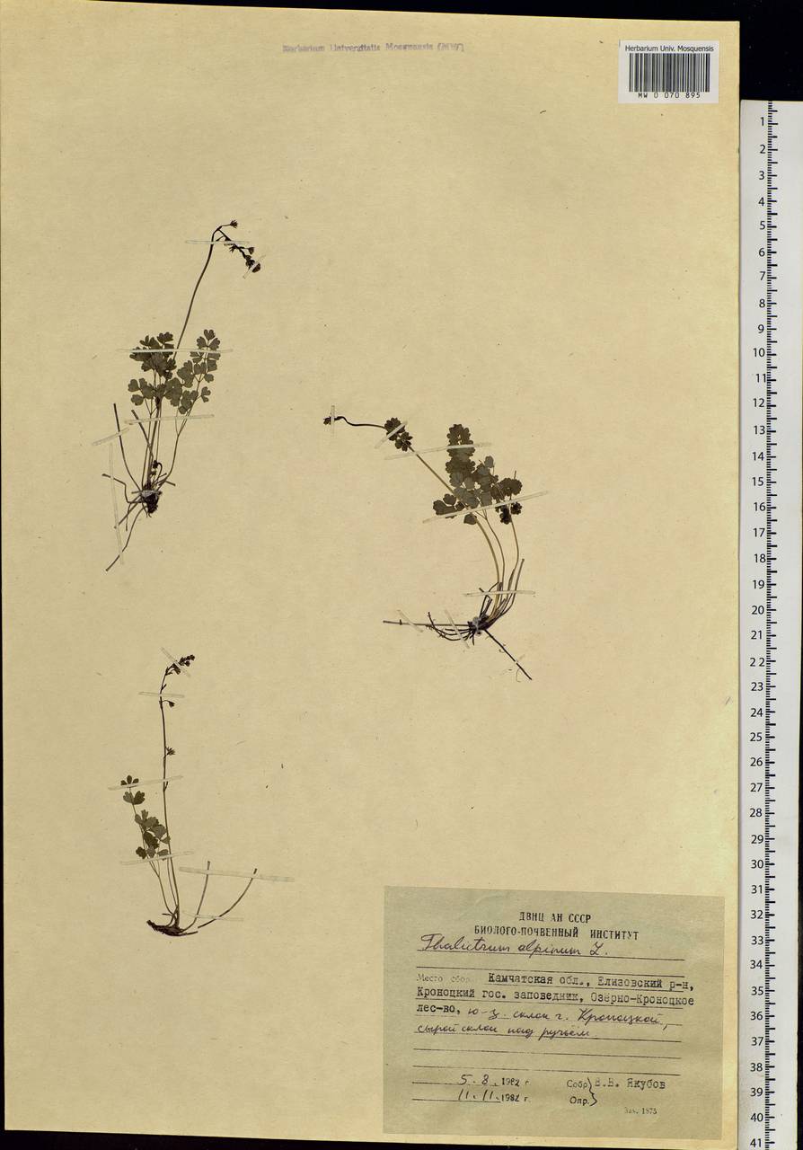 Thalictrum alpinum L., Siberia, Chukotka & Kamchatka (S7) (Russia)