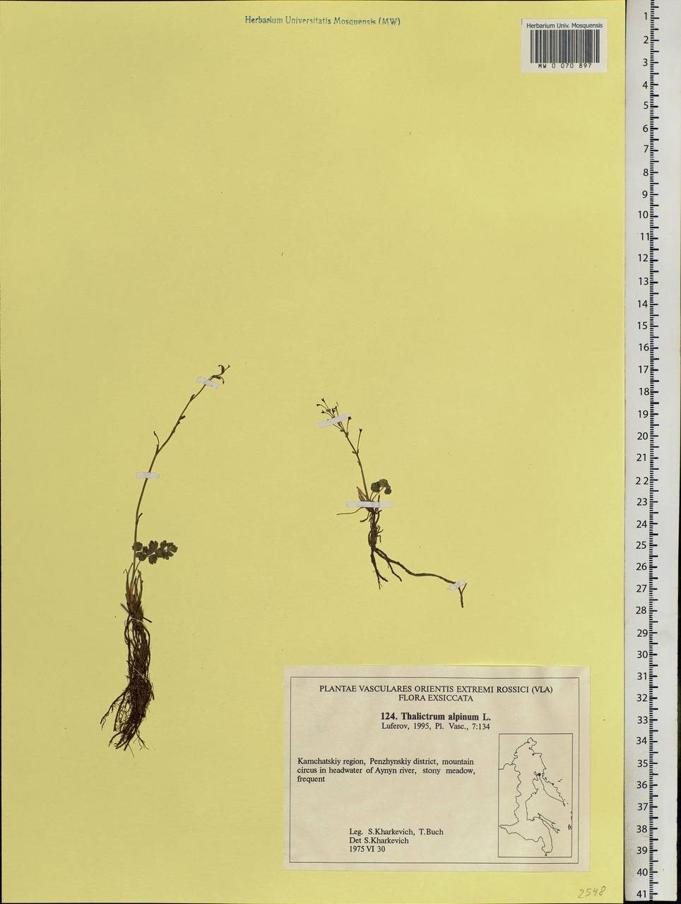 Thalictrum alpinum L., Siberia, Chukotka & Kamchatka (S7) (Russia)