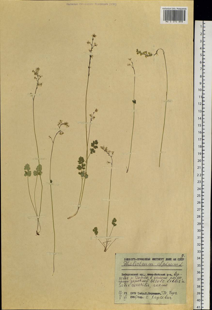Thalictrum alpinum L., Siberia, Russian Far East (S6) (Russia)