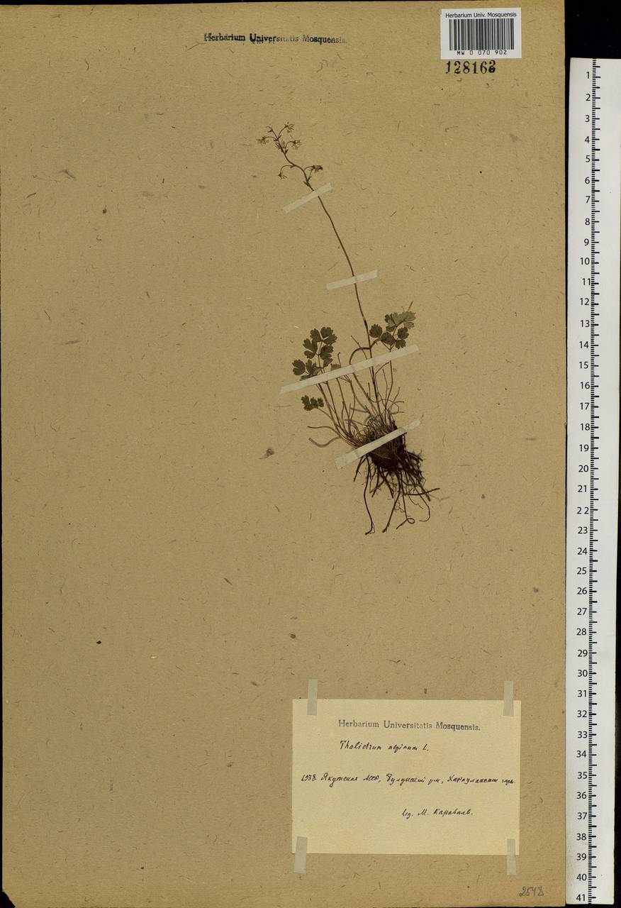 Thalictrum alpinum L., Siberia, Yakutia (S5) (Russia)
