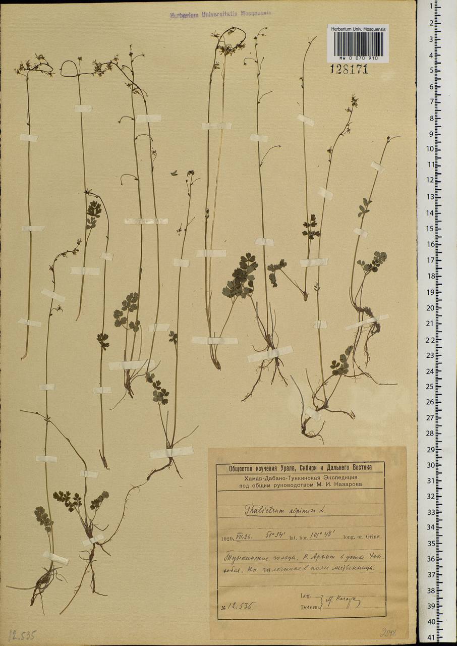 Thalictrum alpinum L., Siberia, Baikal & Transbaikal region (S4) (Russia)