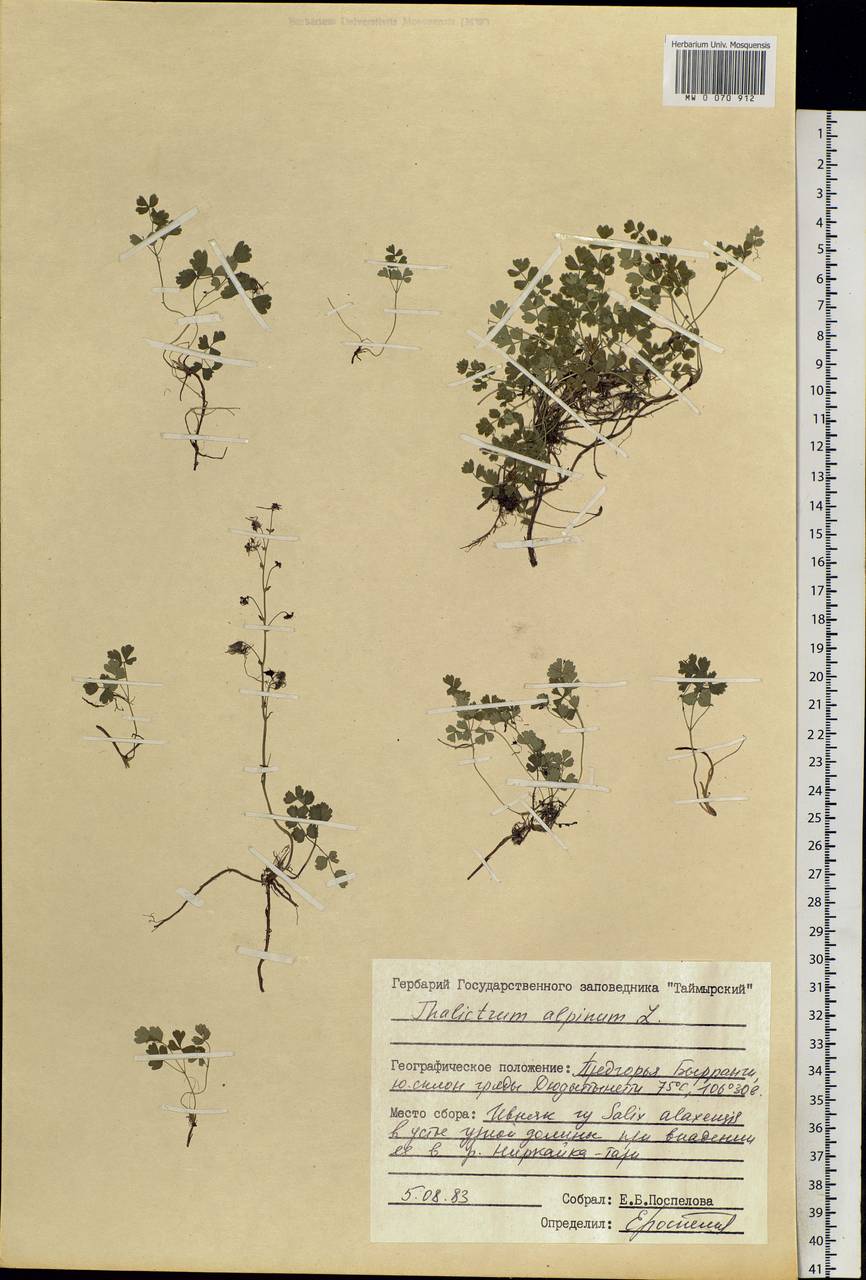 Thalictrum alpinum L., Siberia, Central Siberia (S3) (Russia)