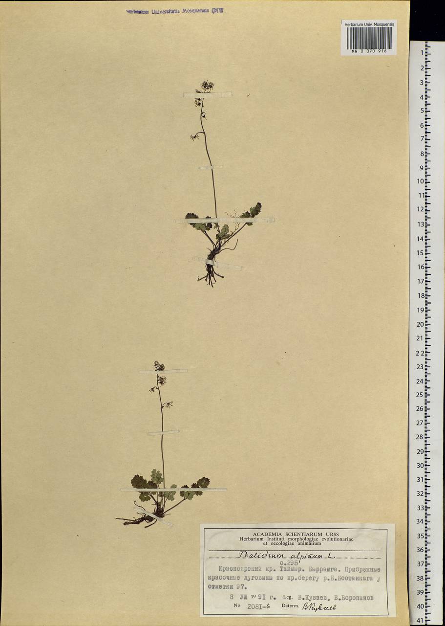 Thalictrum alpinum L., Siberia, Central Siberia (S3) (Russia)