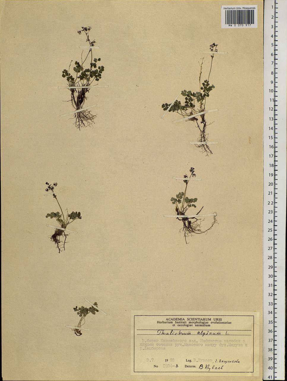 Thalictrum alpinum L., Siberia, Central Siberia (S3) (Russia)