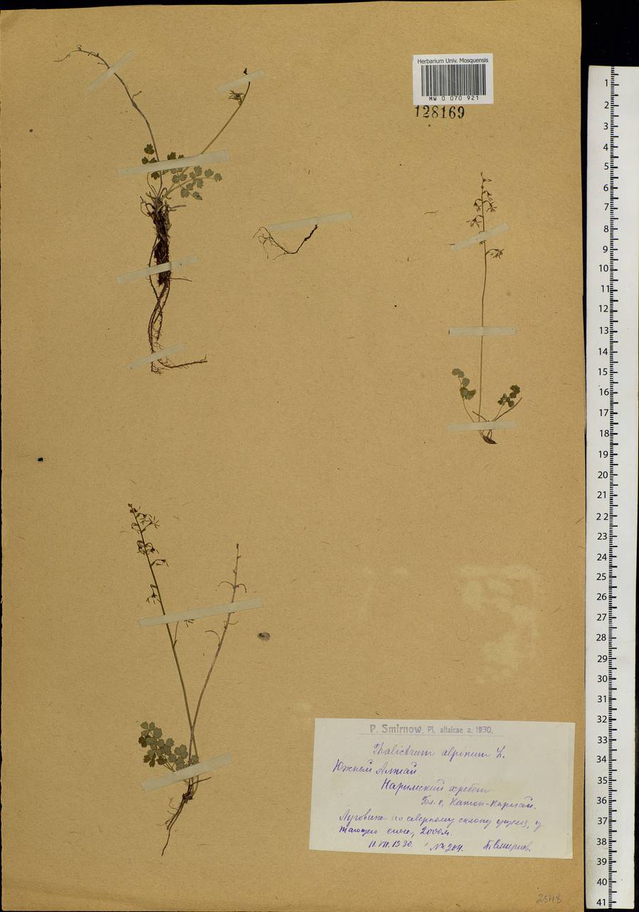 Thalictrum alpinum L., Siberia, Western (Kazakhstan) Altai Mountains (S2a) (Kazakhstan)