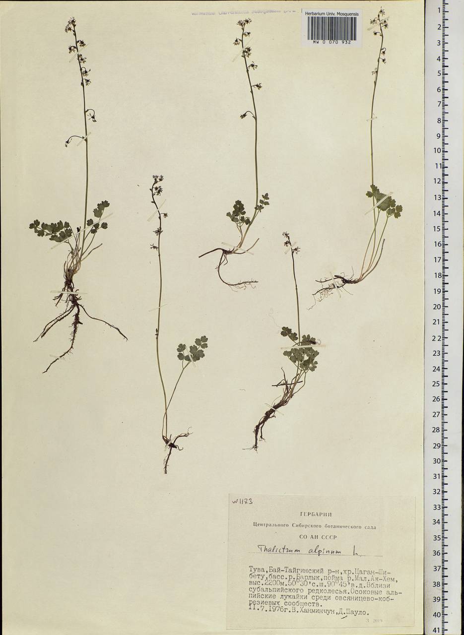 Thalictrum alpinum L., Siberia, Altai & Sayany Mountains (S2) (Russia)