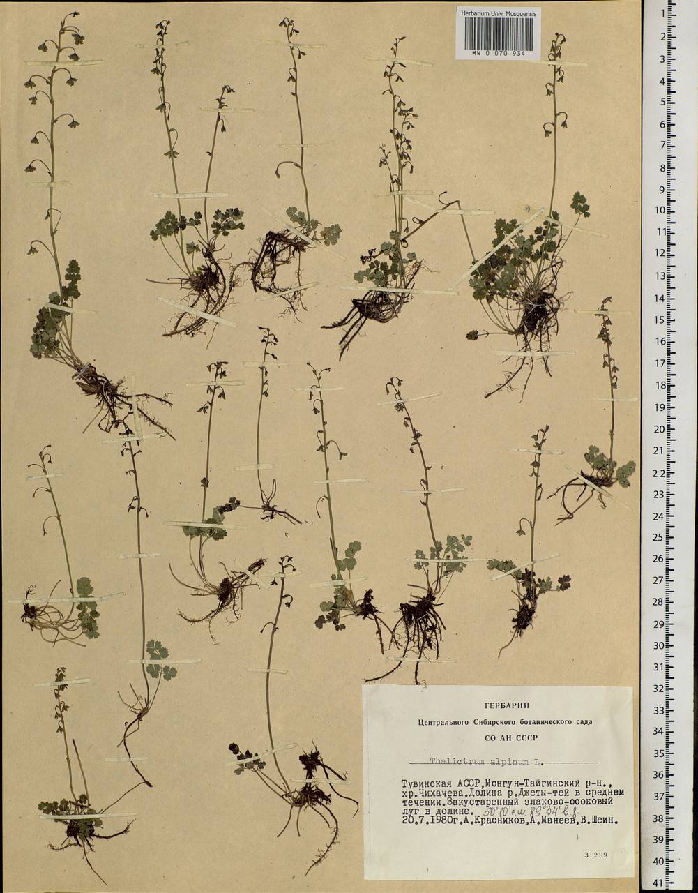 Thalictrum alpinum L., Siberia, Altai & Sayany Mountains (S2) (Russia)