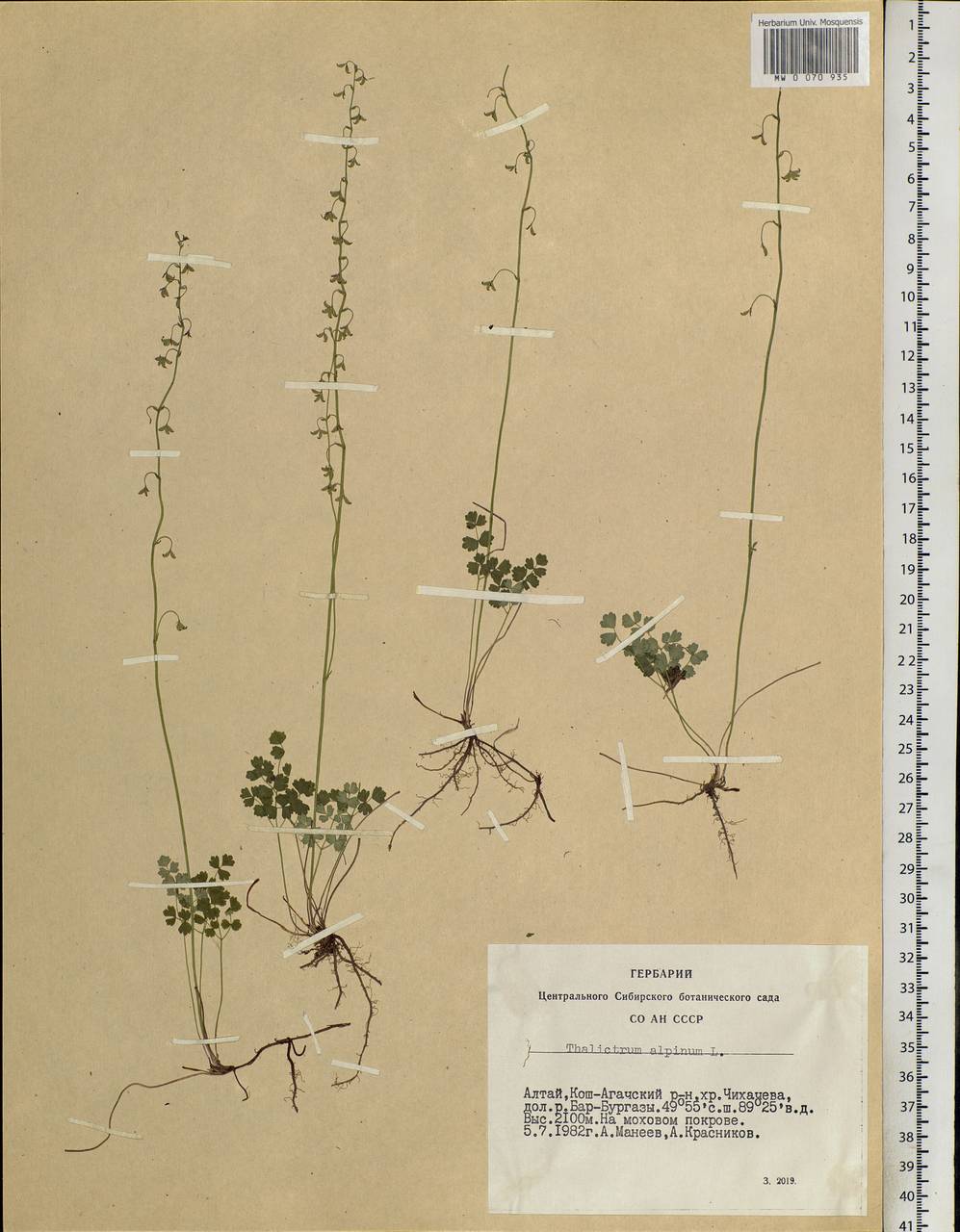 Thalictrum alpinum L., Siberia, Altai & Sayany Mountains (S2) (Russia)