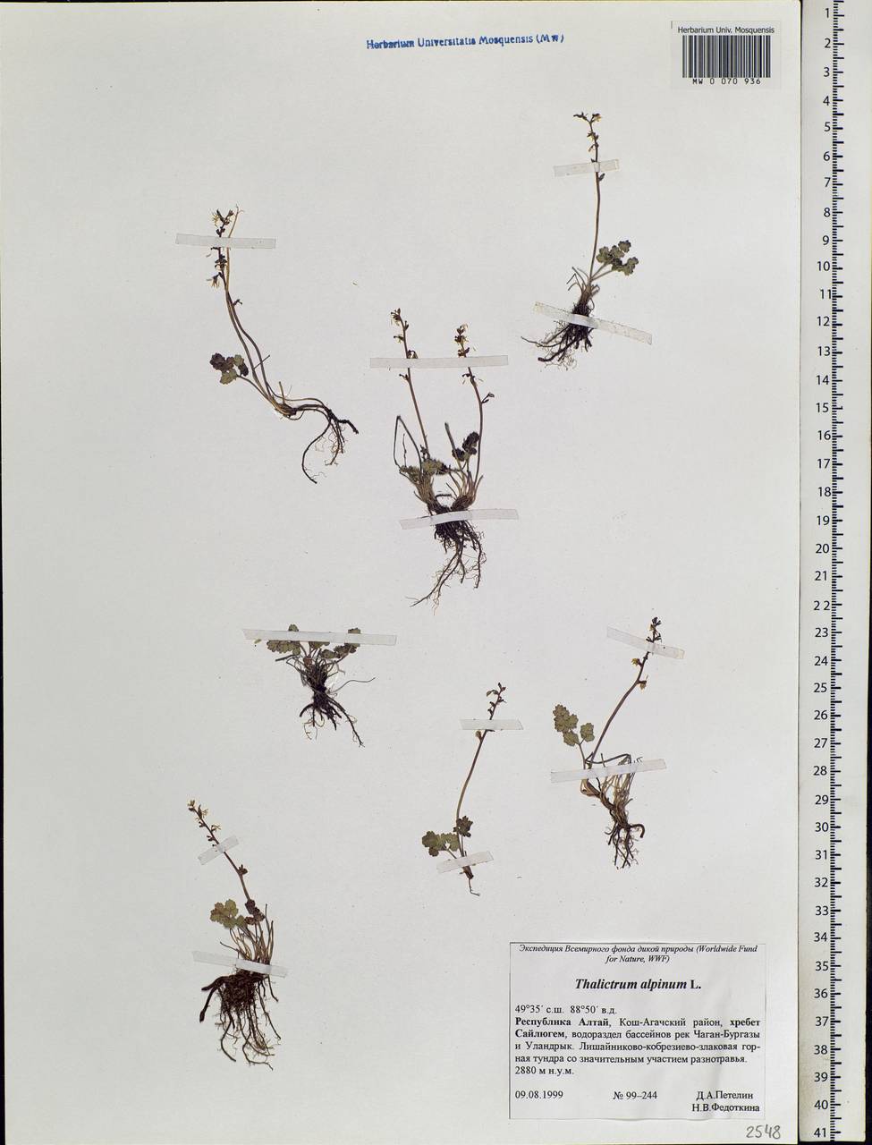 Thalictrum alpinum L., Siberia, Altai & Sayany Mountains (S2) (Russia)