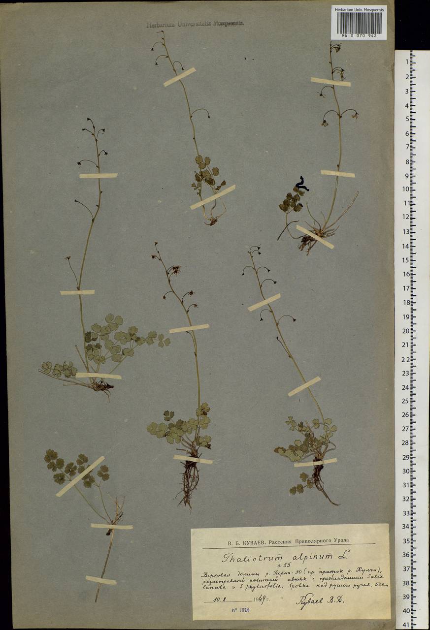 Thalictrum alpinum L., Siberia, Western Siberia (S1) (Russia)