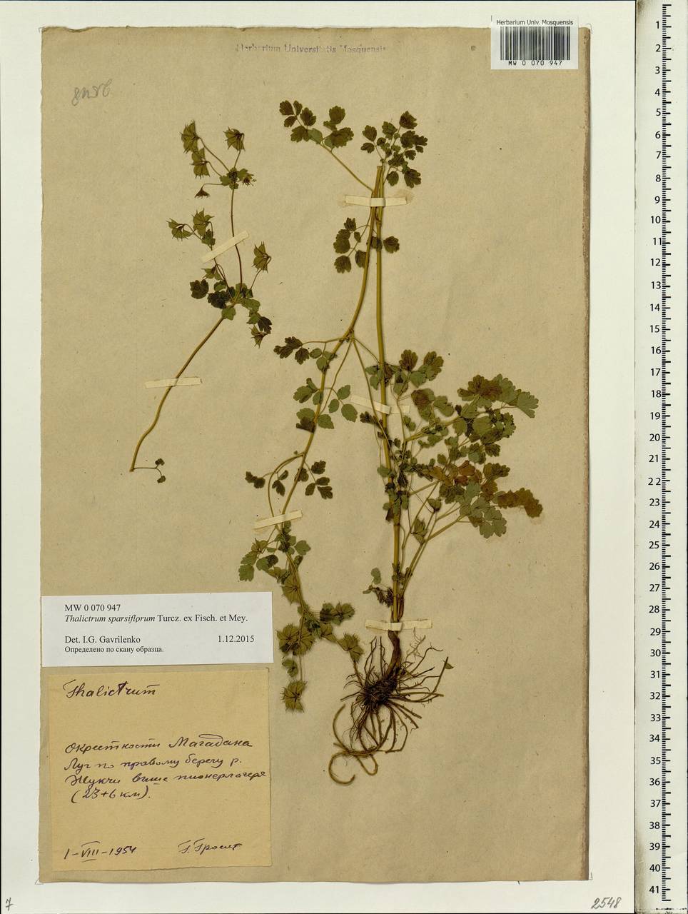 Thalictrum sparsiflorum Turcz. ex Fisch. & C. A. Mey., Siberia, Chukotka & Kamchatka (S7) (Russia)