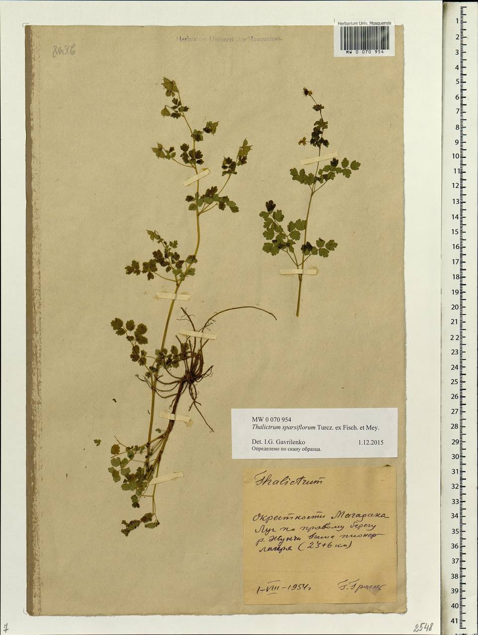 Thalictrum sparsiflorum Turcz. ex Fisch. & C. A. Mey., Siberia, Chukotka & Kamchatka (S7) (Russia)