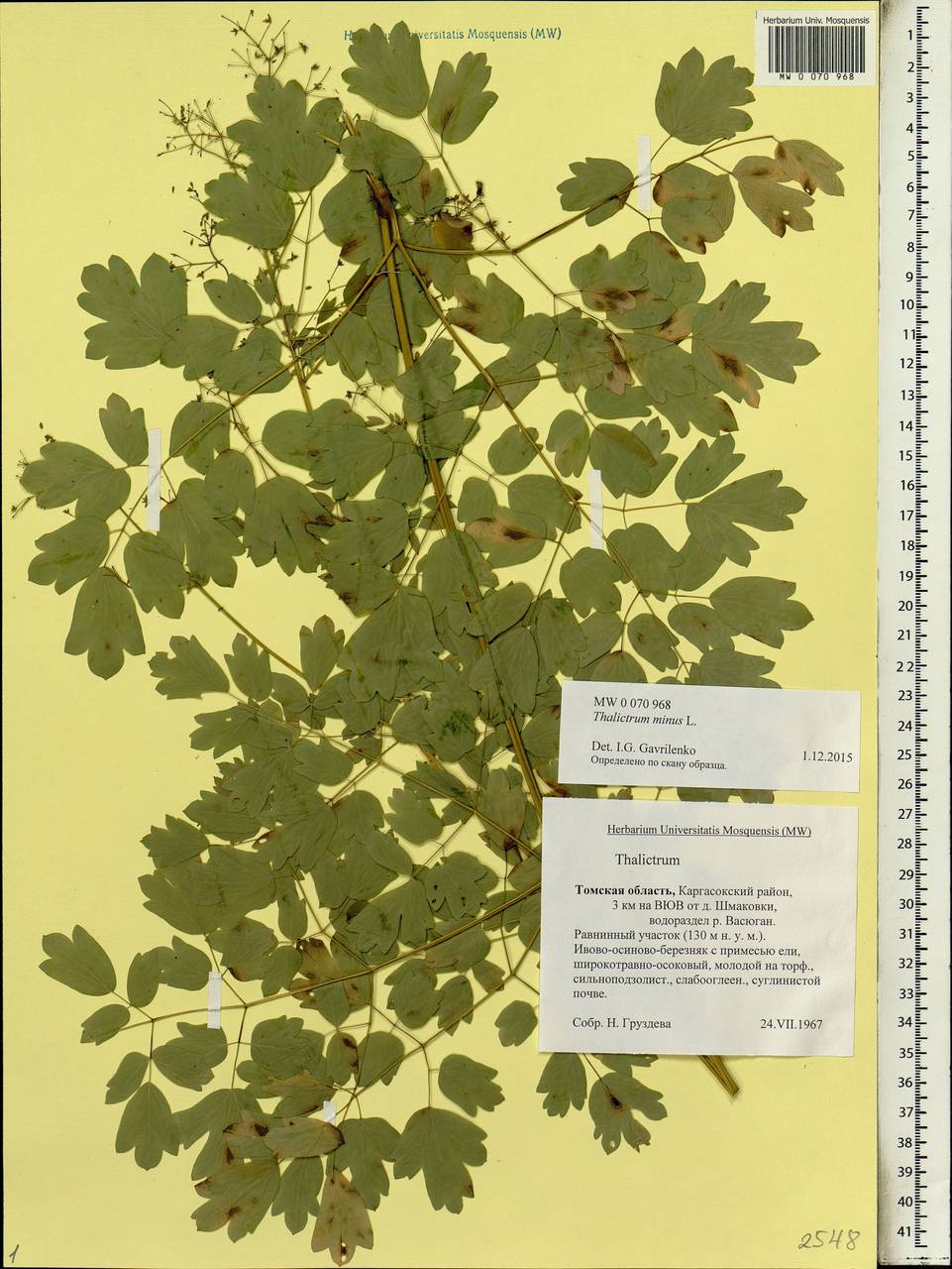 Thalictrum minus L., Siberia, Western Siberia (S1) (Russia)