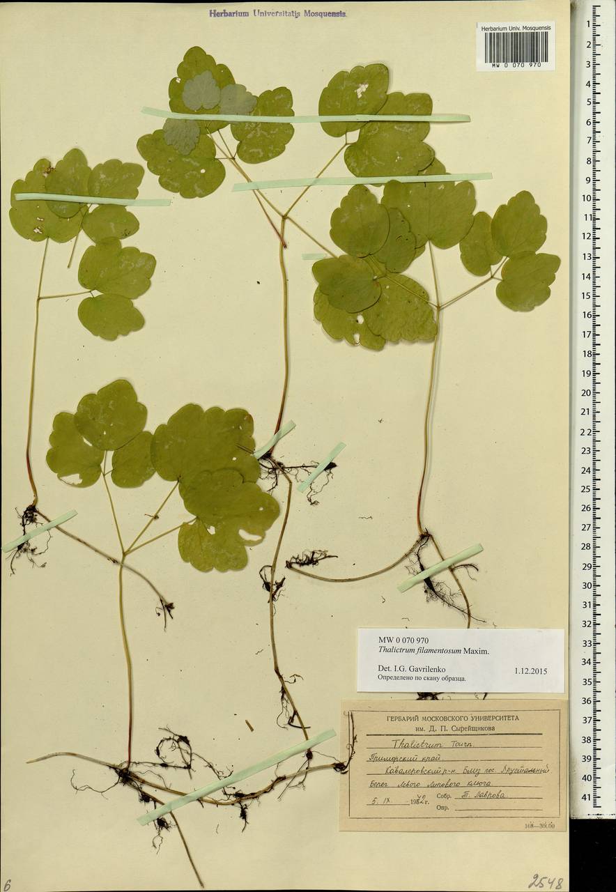 Thalictrum filamentosum Maxim., Siberia, Russian Far East (S6) (Russia)