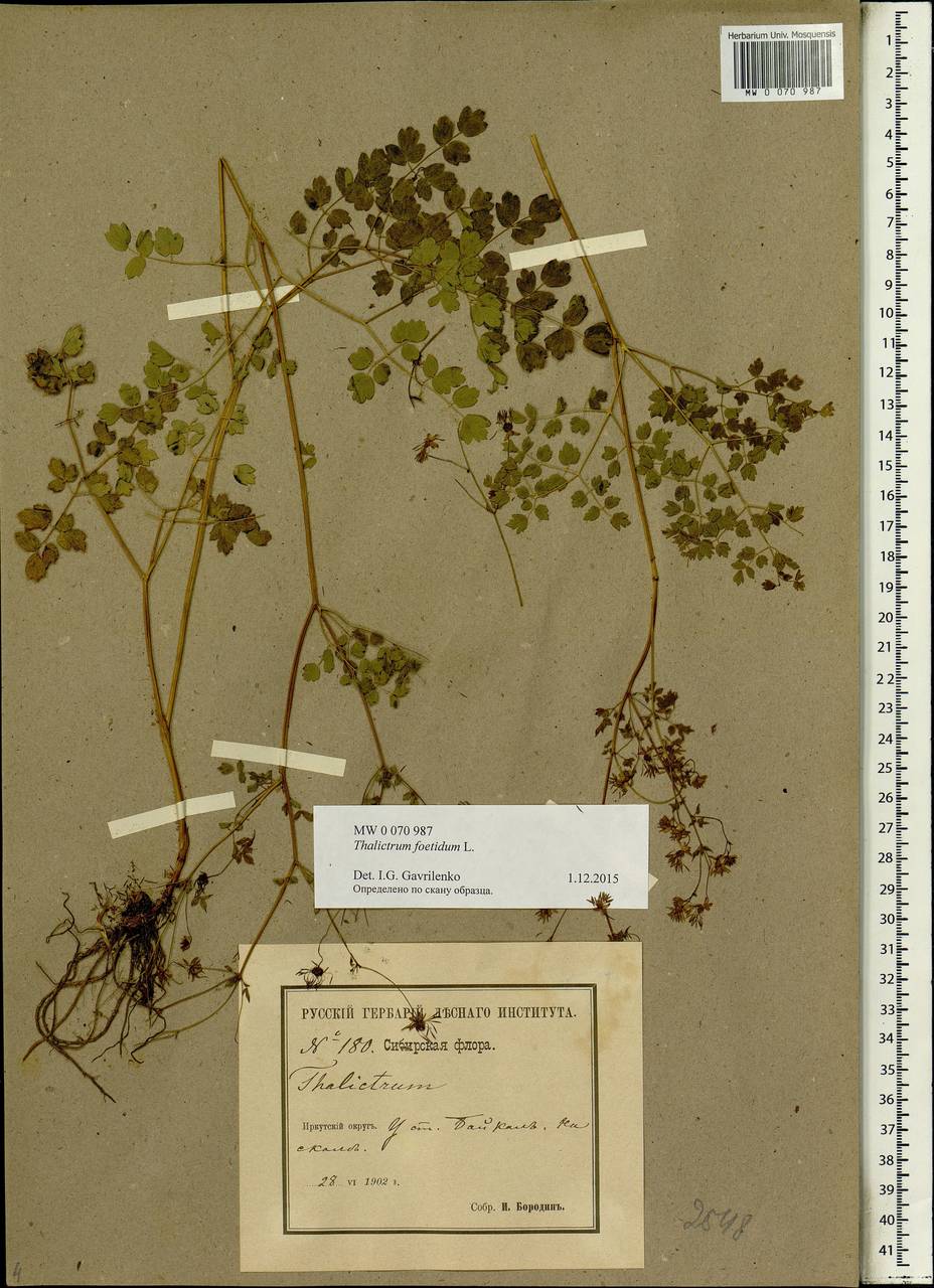 Thalictrum foetidum L., Siberia, Baikal & Transbaikal region (S4) (Russia)