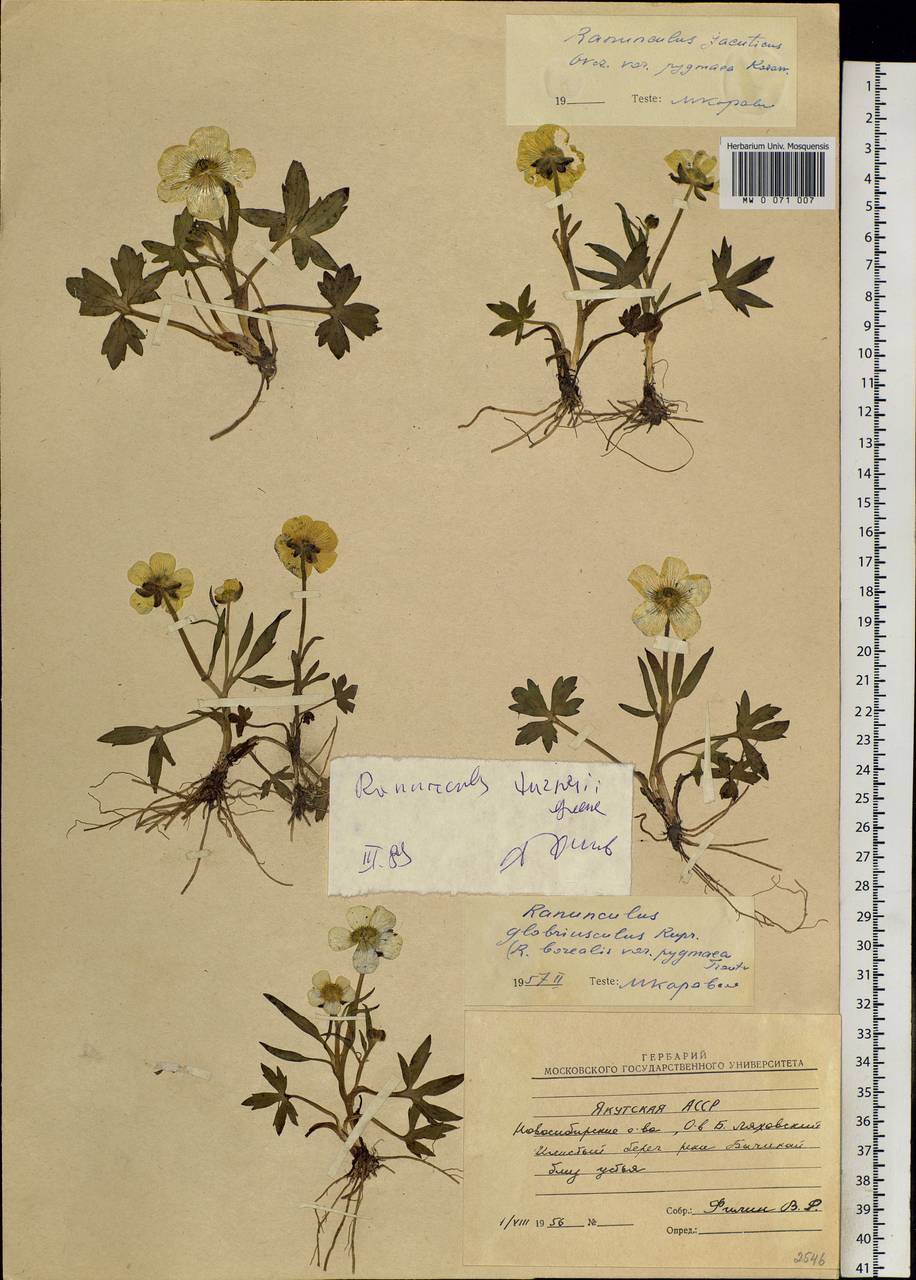 Ranunculus turneri Greene, Siberia, Yakutia (S5) (Russia)