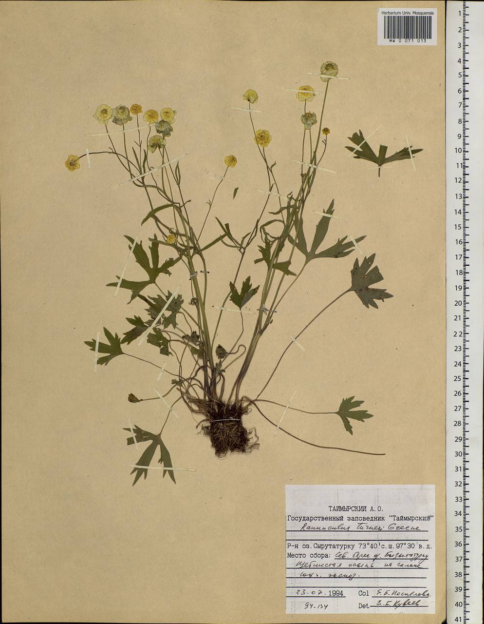 Ranunculus turneri Greene, Siberia, Central Siberia (S3) (Russia)