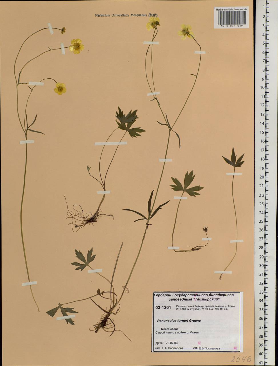 Ranunculus turneri Greene, Siberia, Central Siberia (S3) (Russia)