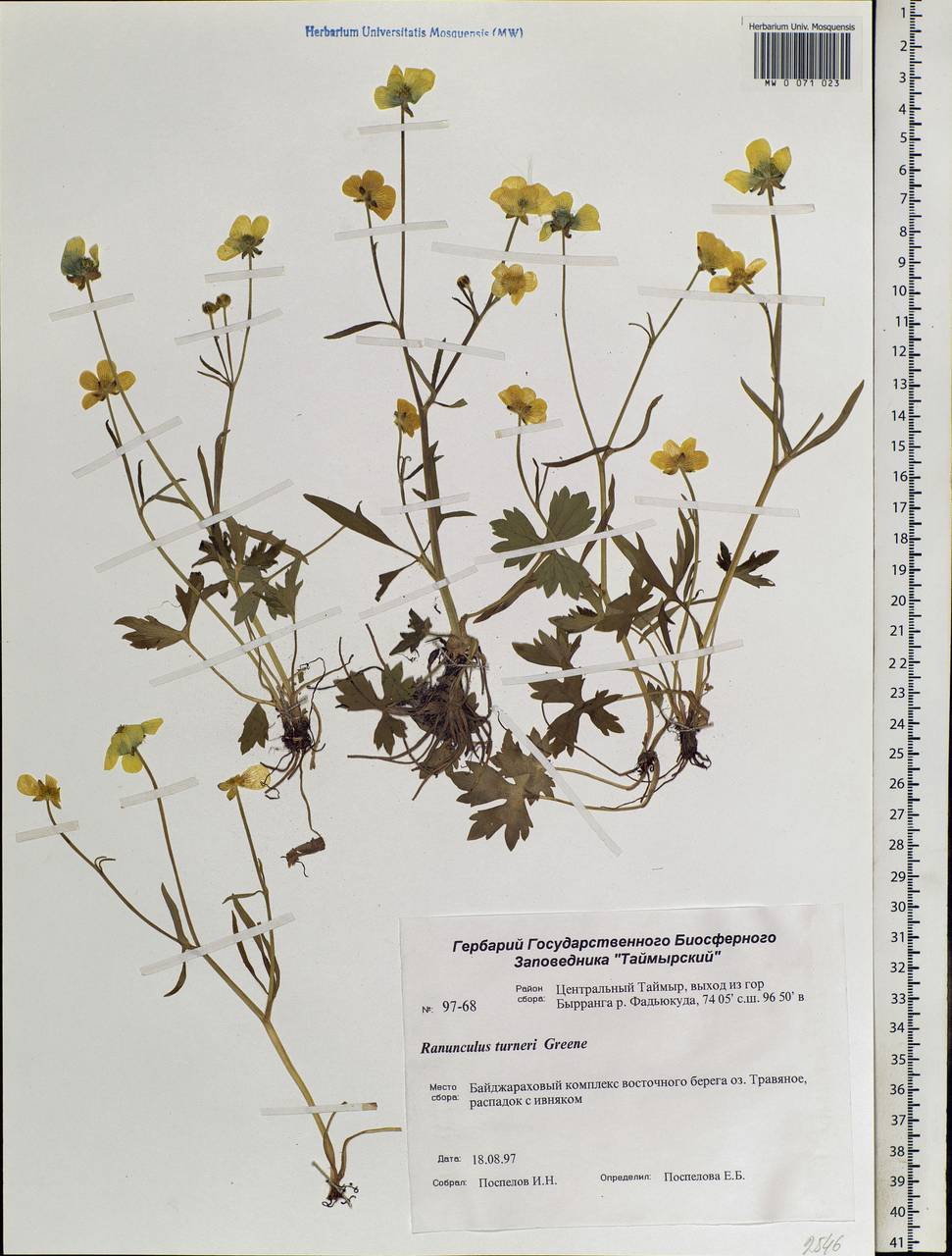 Ranunculus turneri Greene, Siberia, Central Siberia (S3) (Russia)