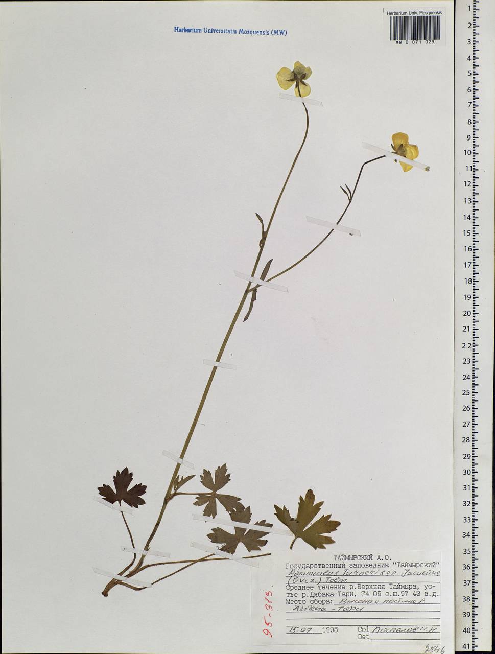 Ranunculus turneri Greene, Siberia, Central Siberia (S3) (Russia)