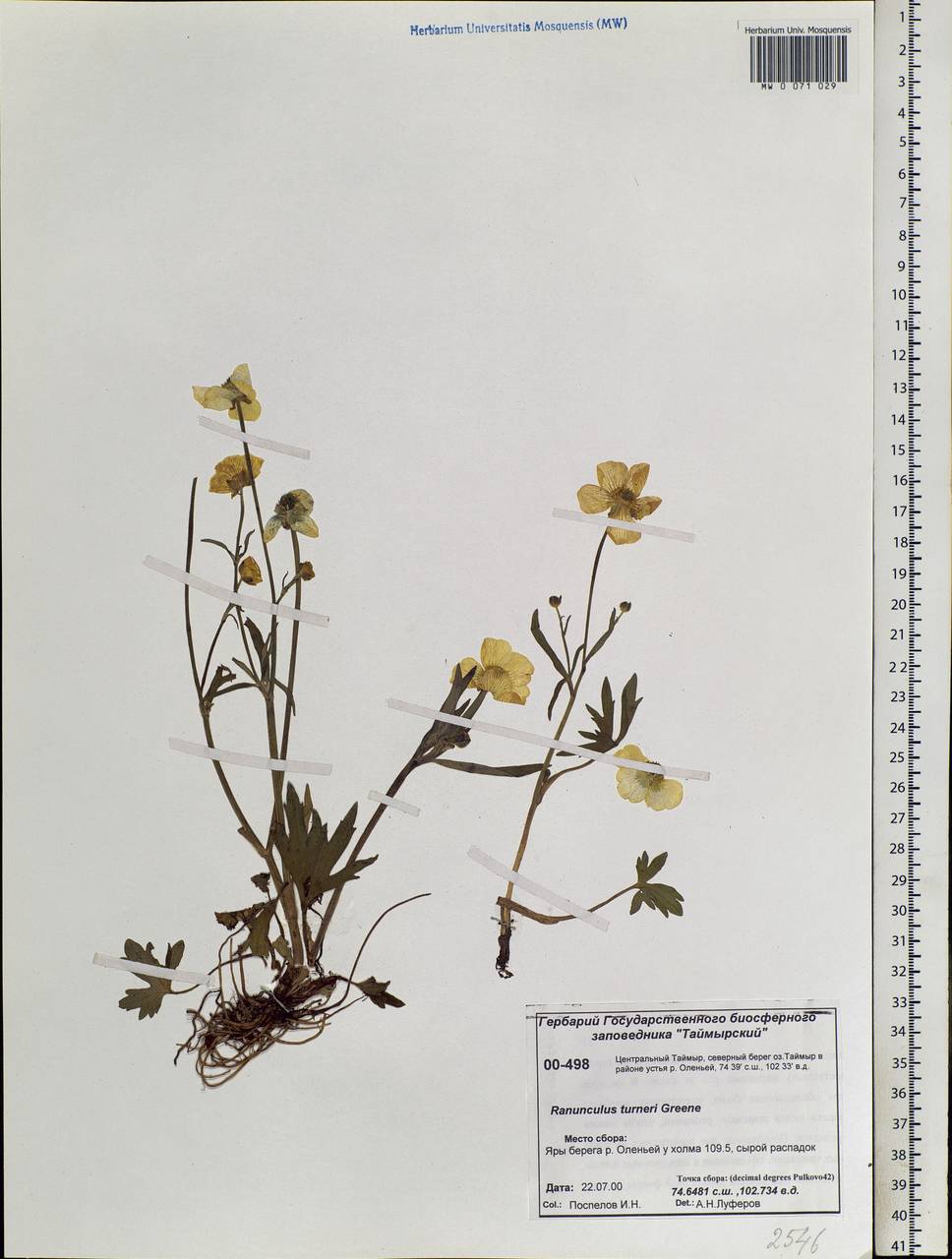 Ranunculus turneri Greene, Siberia, Central Siberia (S3) (Russia)