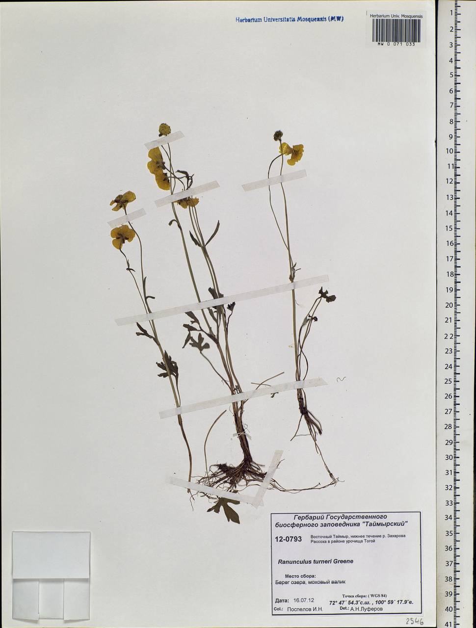 Ranunculus turneri Greene, Siberia, Central Siberia (S3) (Russia)