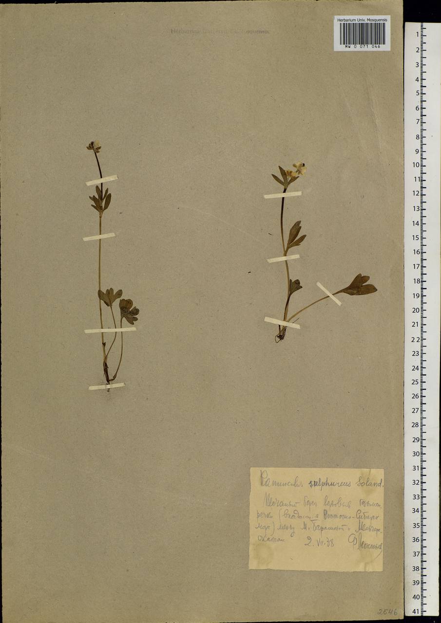 Ranunculus sulphureus, Siberia, Chukotka & Kamchatka (S7) (Russia)