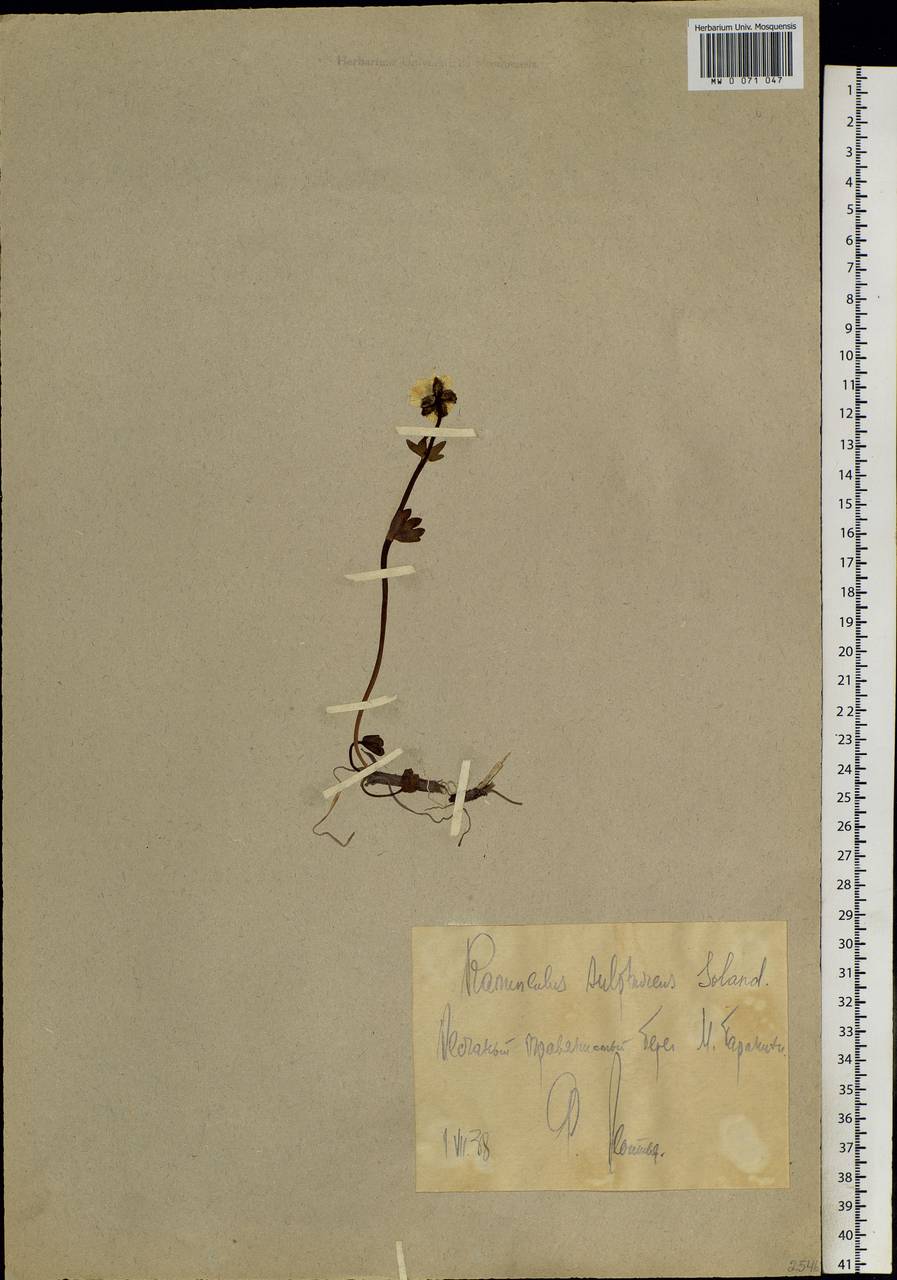 Ranunculus sulphureus, Siberia, Chukotka & Kamchatka (S7) (Russia)
