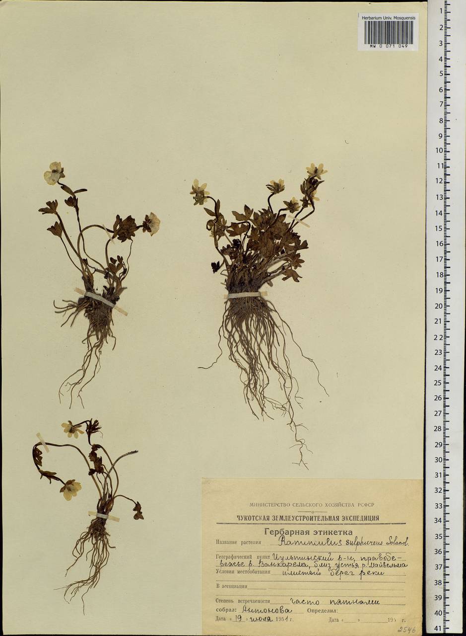 Ranunculus sulphureus, Siberia, Chukotka & Kamchatka (S7) (Russia)