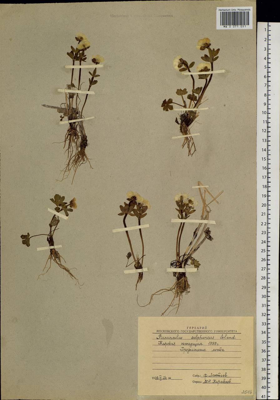 Ranunculus sulphureus Sol. ex J. B. Phipps, Siberia, Western Siberia (S1) (Russia)