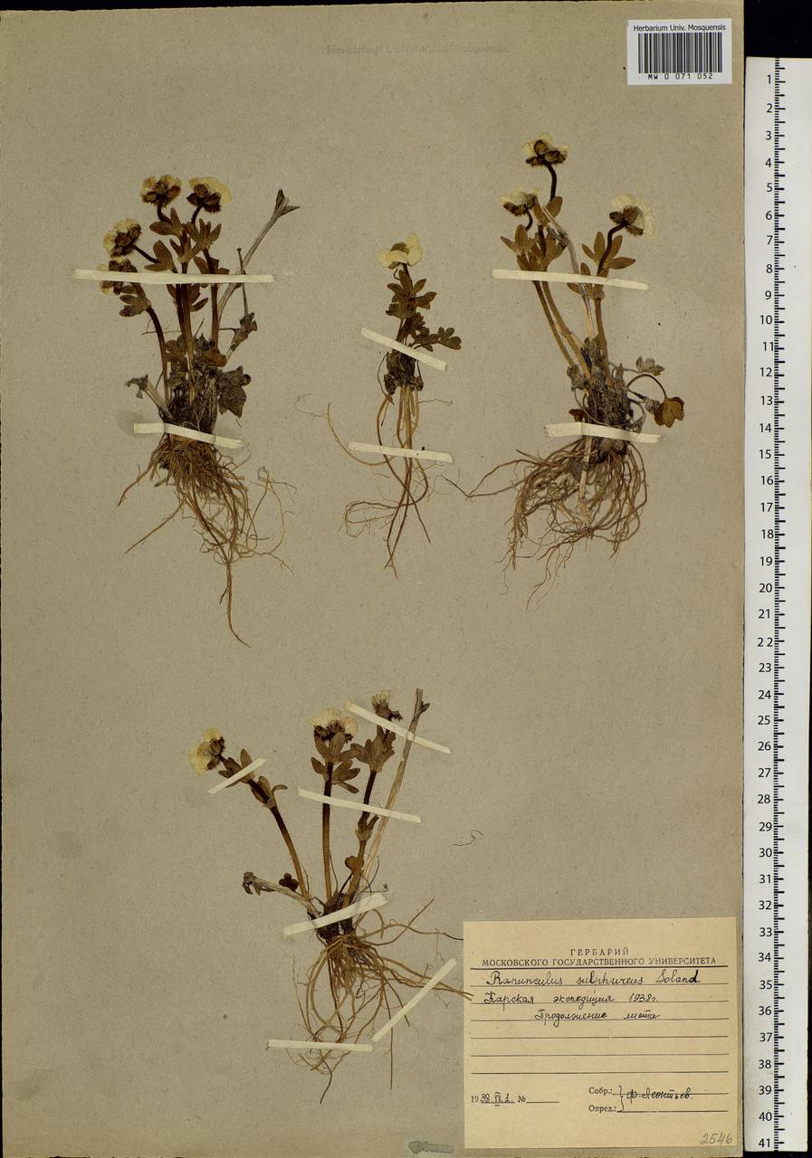 Ranunculus sulphureus Sol., Siberia, Chukotka & Kamchatka (S7) (Russia)