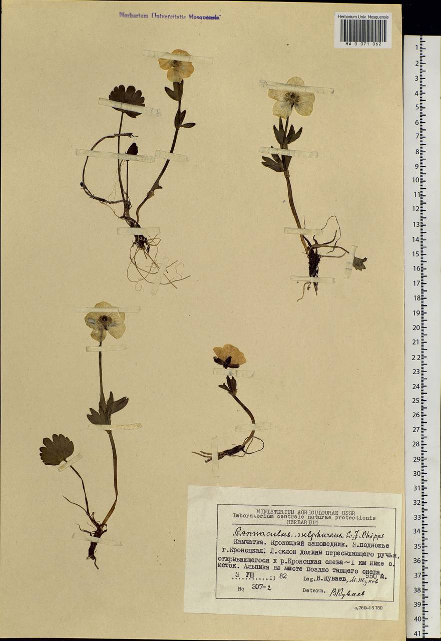 Ranunculus sulphureus, Siberia, Chukotka & Kamchatka (S7) (Russia)