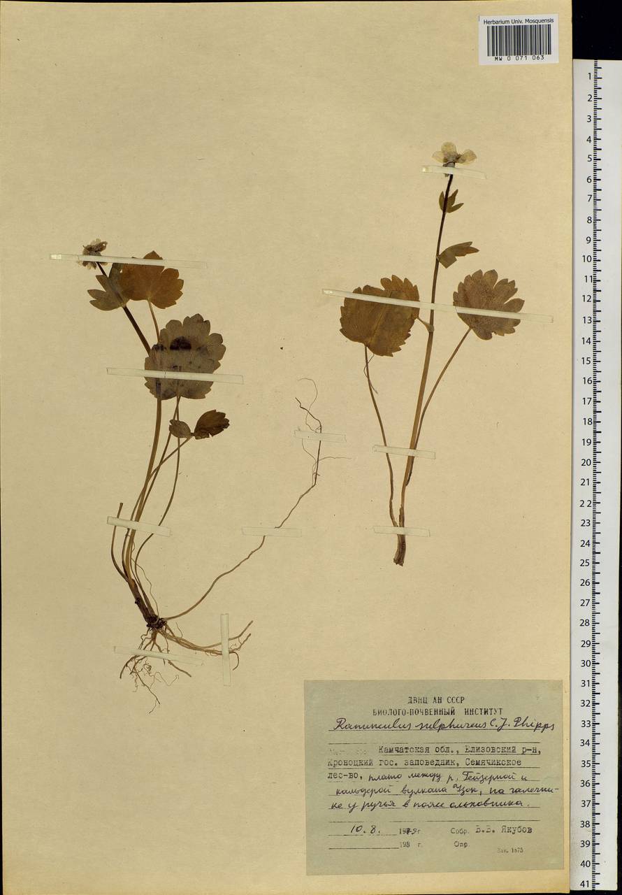 Ranunculus sulphureus, Siberia, Chukotka & Kamchatka (S7) (Russia)