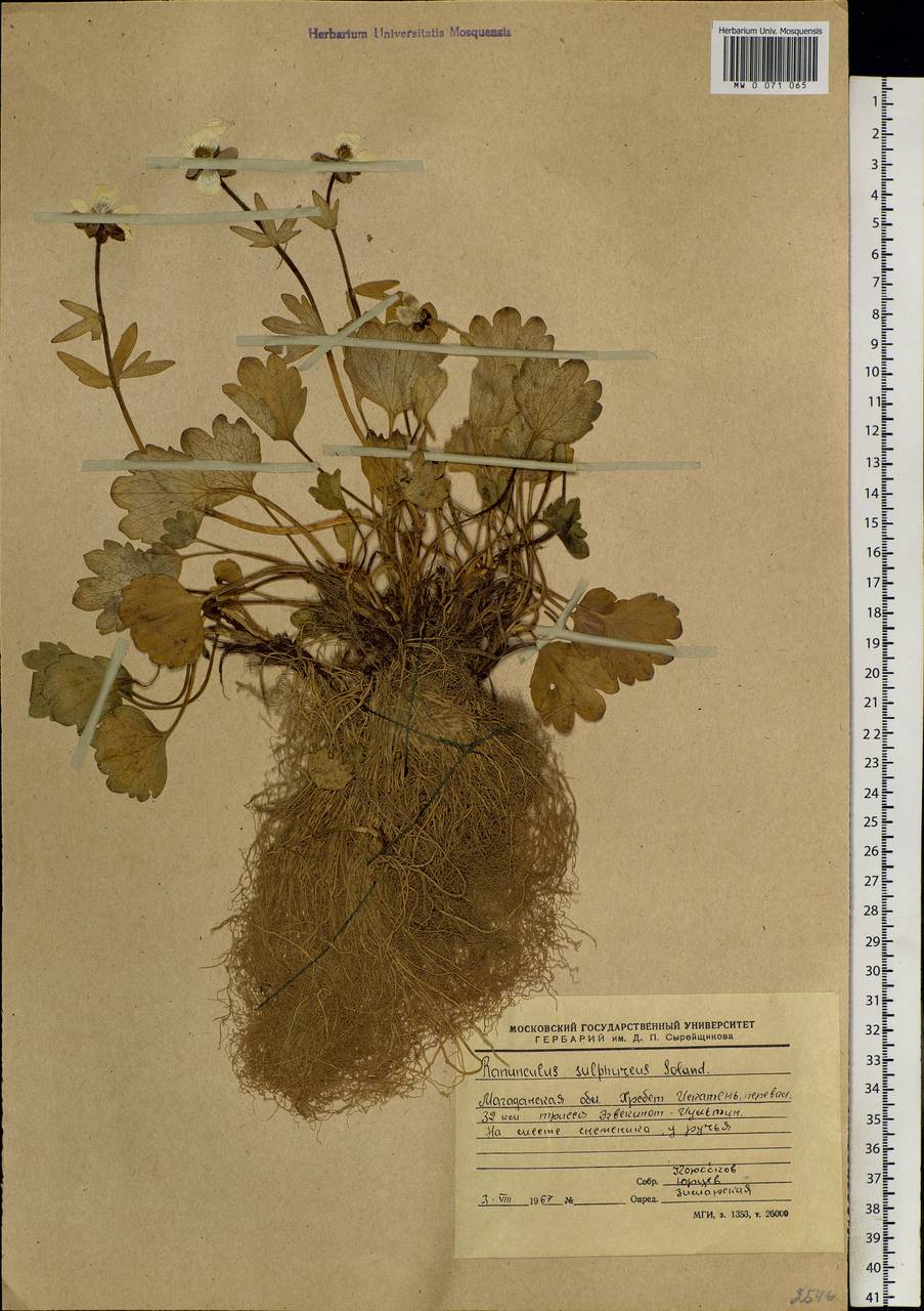 Ranunculus sulphureus, Siberia, Chukotka & Kamchatka (S7) (Russia)