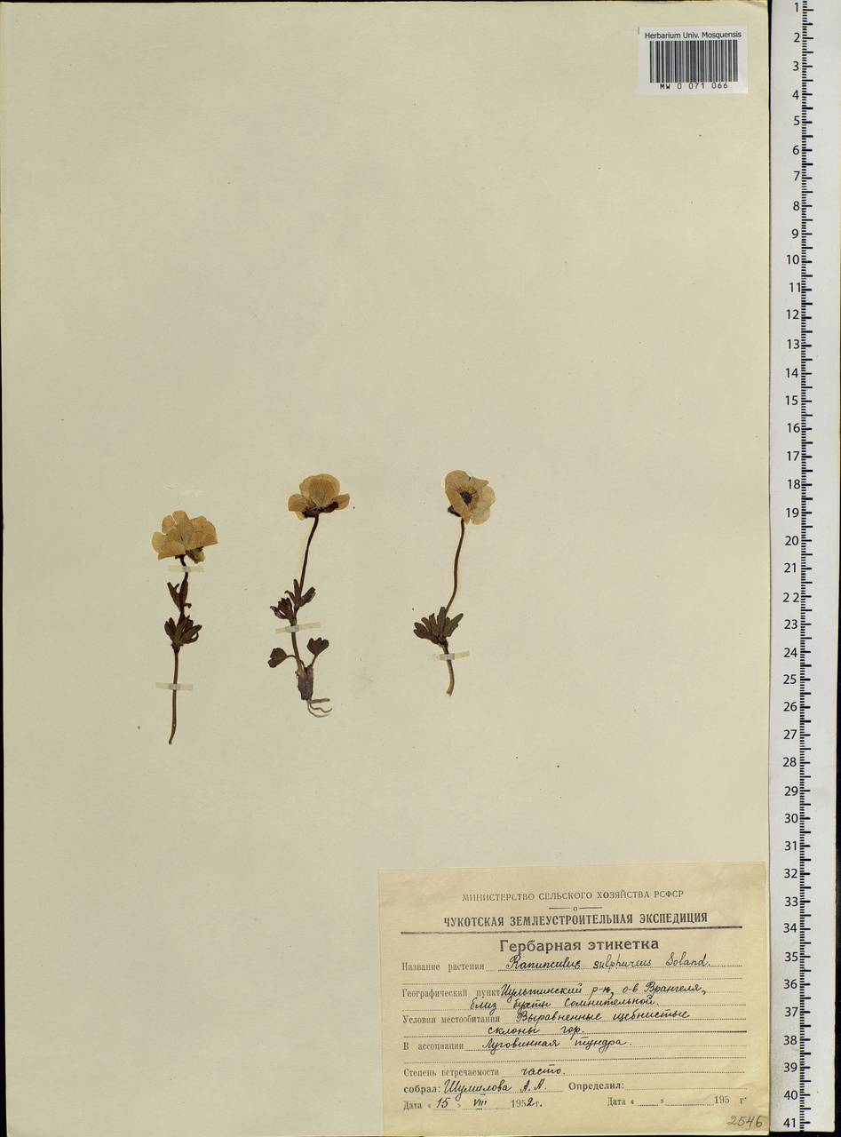 Ranunculus sulphureus, Siberia, Chukotka & Kamchatka (S7) (Russia)