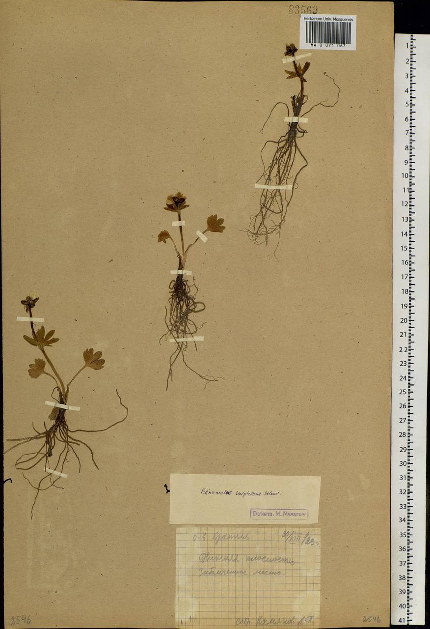 Ranunculus sulphureus, Siberia, Chukotka & Kamchatka (S7) (Russia)