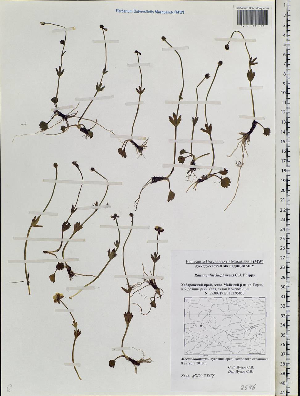 Ranunculus sulphureus, Siberia, Russian Far East (S6) (Russia)