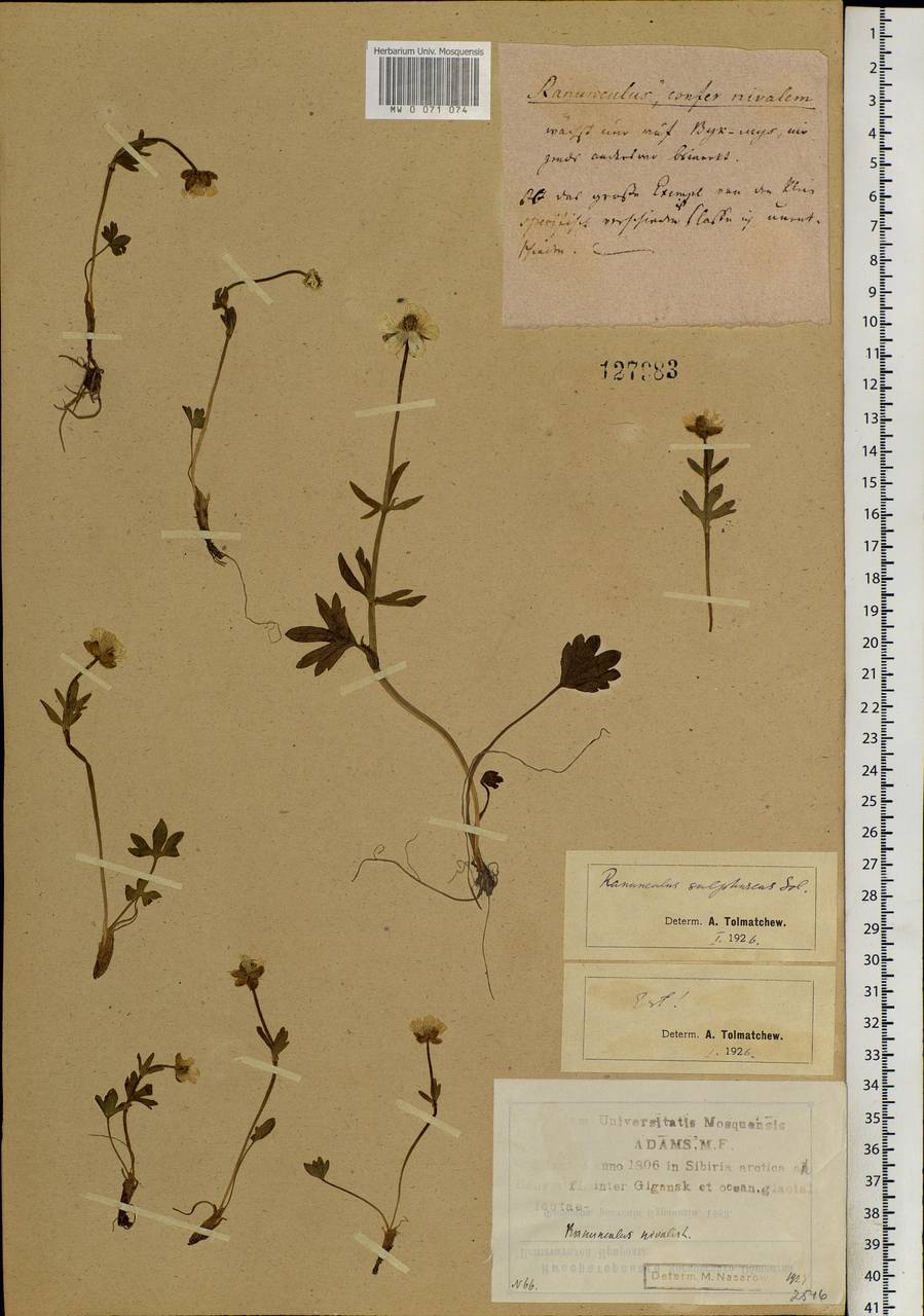 Ranunculus sulphureus, Siberia, Yakutia (S5) (Russia)