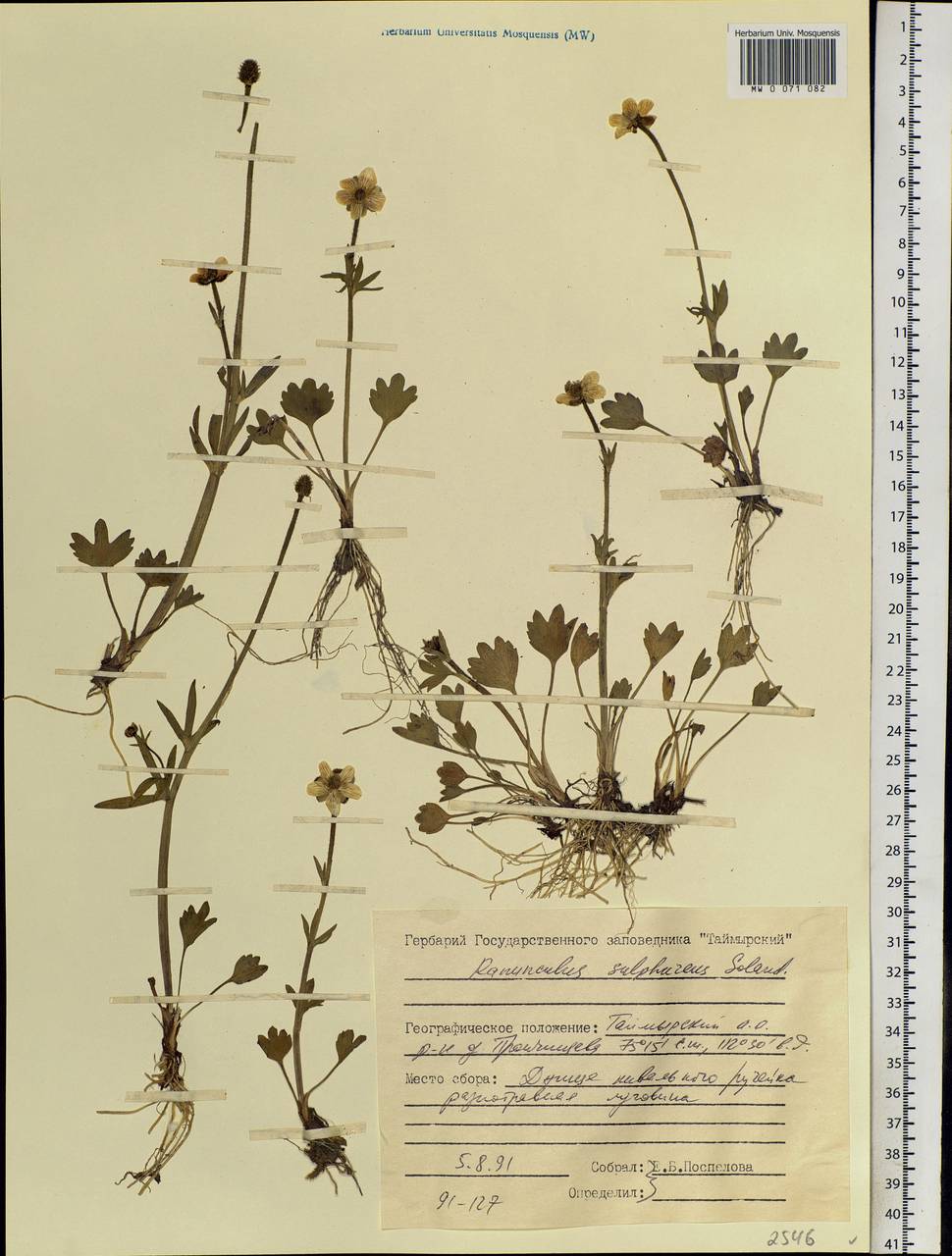 Ranunculus sulphureus Sol. ex J. B. Phipps, Siberia, Central Siberia (S3) (Russia)