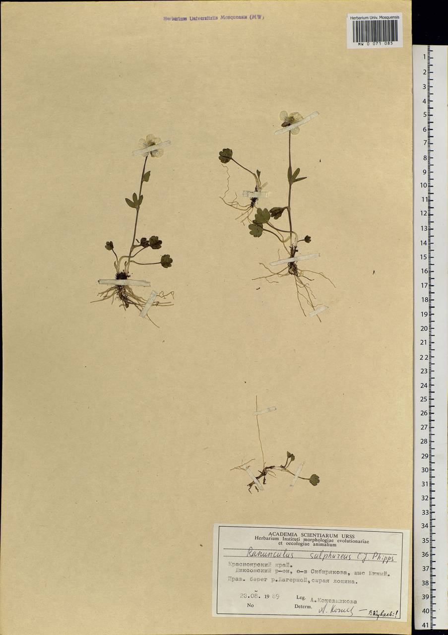 Ranunculus sulphureus Sol., Siberia, Central Siberia (S3) (Russia)