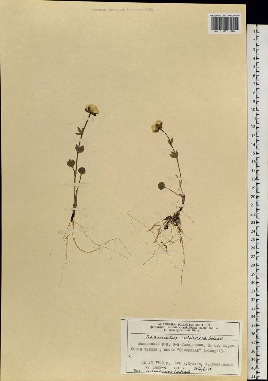 Ranunculus sulphureus, Siberia, Central Siberia (S3) (Russia)