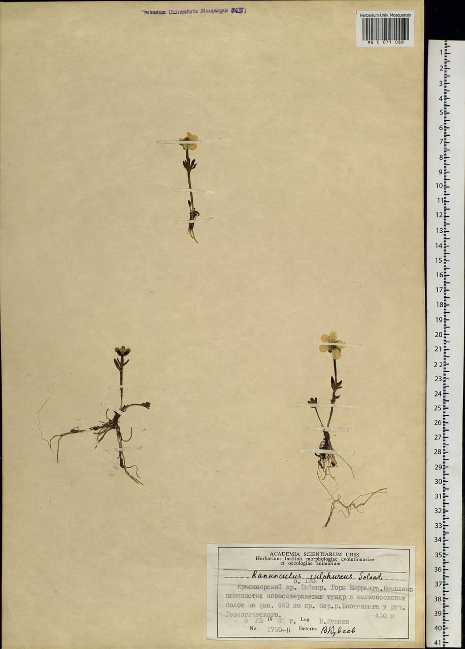 Ranunculus sulphureus, Siberia, Central Siberia (S3) (Russia)